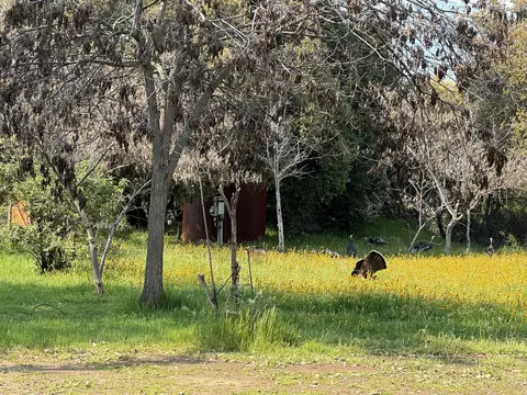 Other - 51870 Eshom Valley Dr, Badger, CA 93603 photo 14 of 19
