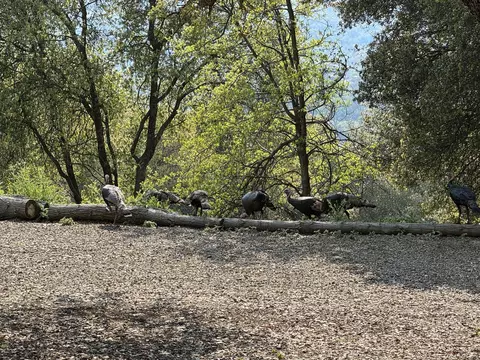 Exterior - 51870 Eshom Valley Dr, Badger, CA 93603 photo 59 of 66