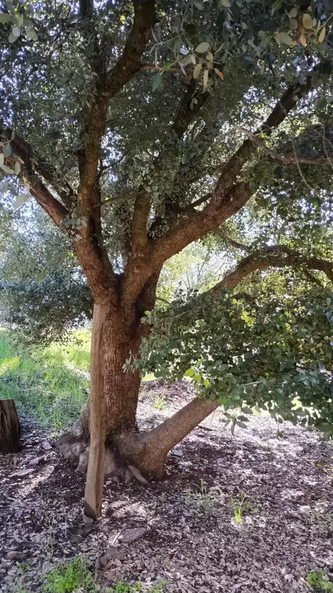 Other - 1284 Bourbon, Springville, CA 93265 photo 32 of 33