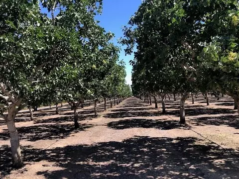 Avenue 88, Terra Bella, CA 93270