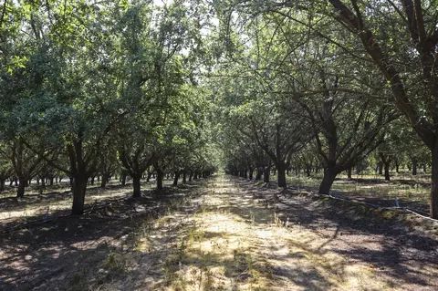E Mt. View Avenue, Selma, CA 93662 photo 7