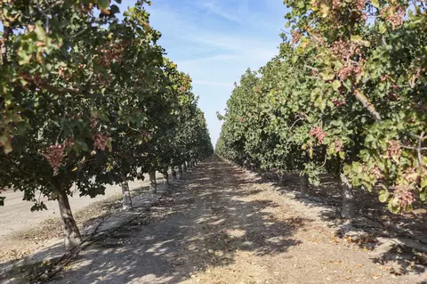 Road 128, Earlimart, CA 93219 photo 4