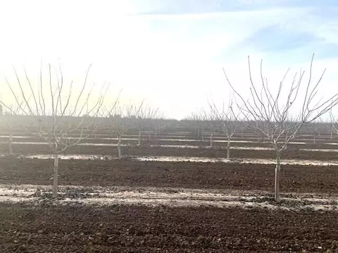Avenue 204, Strathmore, CA 93267