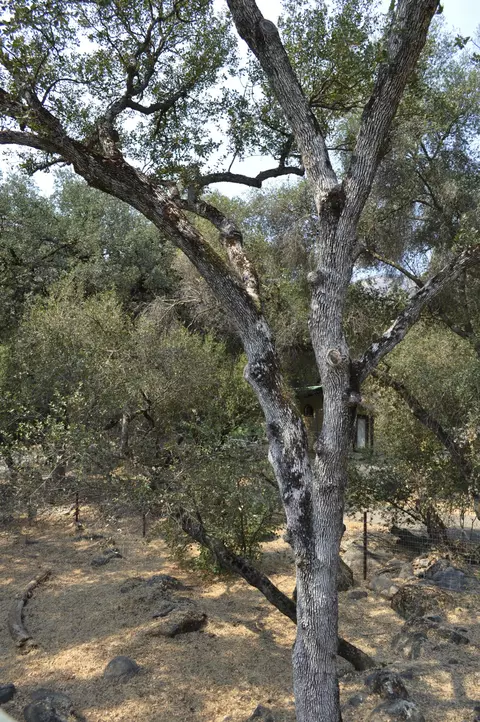Exterior - 43777 Kaweah River Dr, Three Rivers, CA 93271 photo 12 of 36