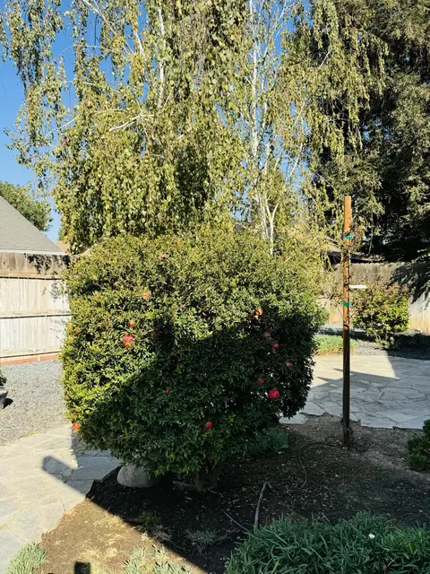 662 Leta Mae Ct, Exeter, CA 93221 photo 32