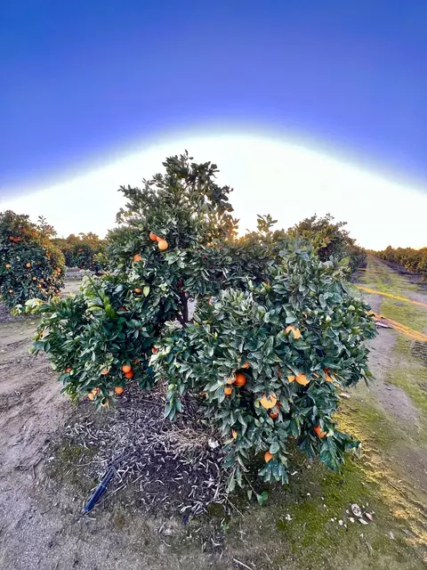 0 E Marinette, Exeter, CA 93221 photo 9