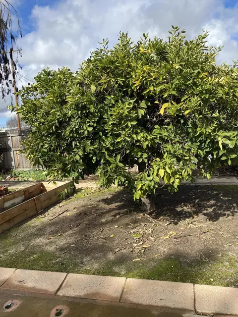 406 Lenox Ave, Exeter, CA 93221 photo 29