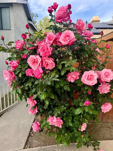 1826 E Babcock Ave, Visalia, CA 93292 photo 36