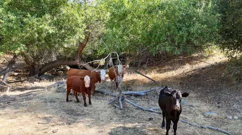 000 Whitaker Forest Rd, Miramonte, CA 93641 photo 8