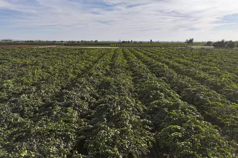 Rd. 136, Cutler, CA 93615 photo 4