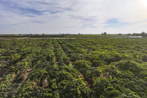 Rd. 136, Cutler, CA 93615 photo 6