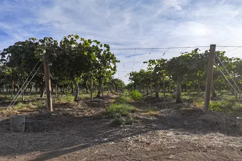 Rd. 136, Cutler, CA 93615 photo 5