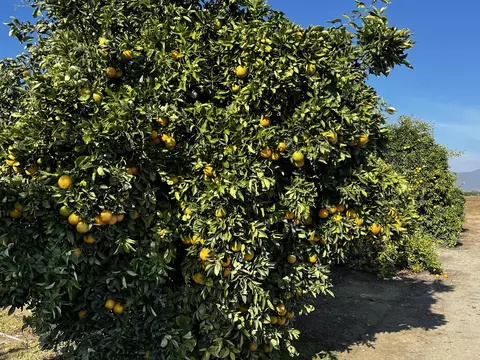 W Cajon Avenue, Visalia, CA 93292
