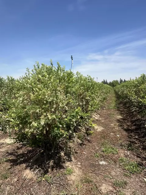 Mountain View Avenue, Kingsburg, CA 93631