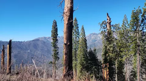 55058 Redwood Dr, Sequoia Crest, CA 93265