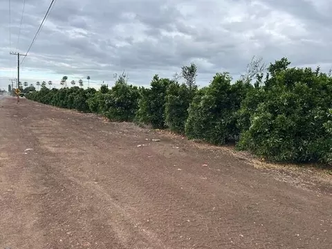 Ave 88 And Rd 264, Terra Bella, CA 93270