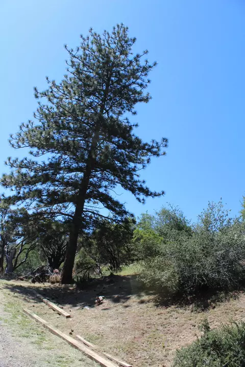 Exterior - 427 Sutherland, Springville, CA 93265 photo 9 of 17
