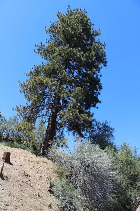 Other - 427 Sutherland, Springville, CA 93265 photo 10 of 14