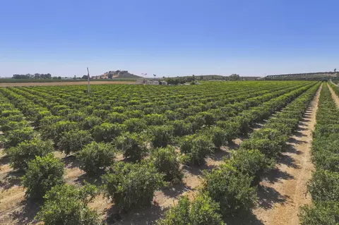 Other - Ave. 424, Dinuba, CA 93618 photo 7 of 8