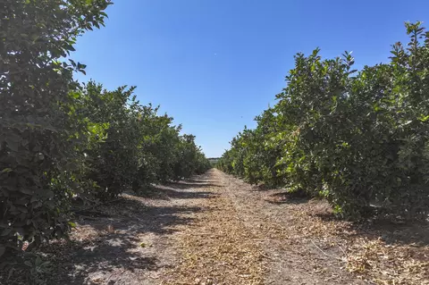 Other - Ave. 424, Dinuba, CA 93618 photo 8 of 8