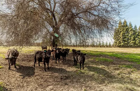 Other - 3670 S Newmark Ave, Sanger, CA 93657 photo 15 of 23