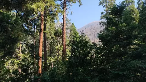 Other - 51867 Cedar Rd, Cedar Slope, CA 93265 photo 1 of 10
