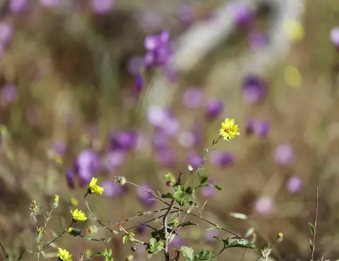 Ca-180, Yokuts Valley, CA 93675 photo 16