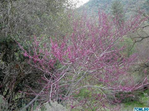 44159 Redbud Trl, Three Rivers, CA 93271 photo 8