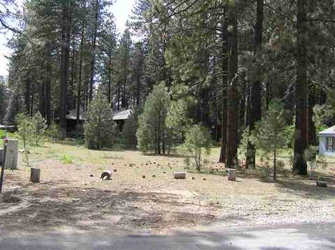 203 Sugar Pine Dr, Blairsden, CA 96103 photo 5