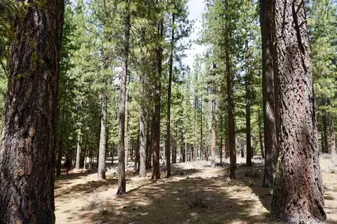 77 Cody Dr, Clio, CA 96106 photo 9