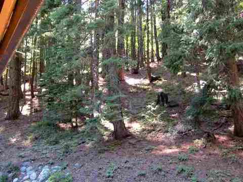 88 Yonkalla Trl, Graeagle, CA 96103 photo 18