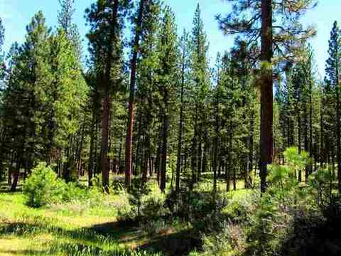1130 Goldridge Dr, Graeagle, CA 96103 photo 3