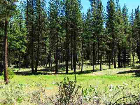 1130 Goldridge Dr, Graeagle, CA 96103 photo 4