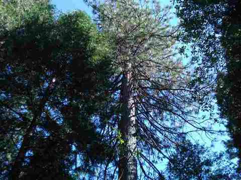 196 Riverview Ln, Twain, CA 95984 photo 18