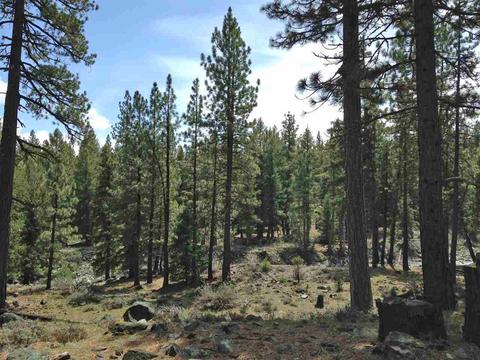 37 Kato Trl, Graeagle, CA 96103 photo 6