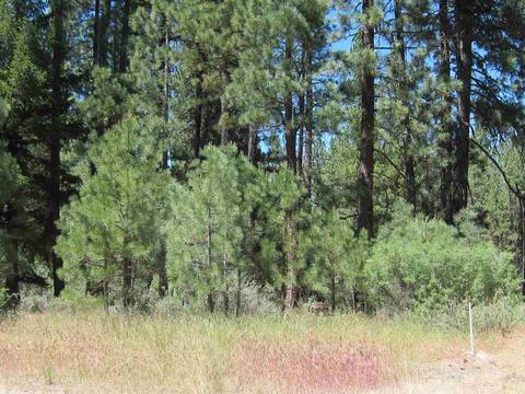 983 Penman Ln, Graeagle, CA 96103 photo 4