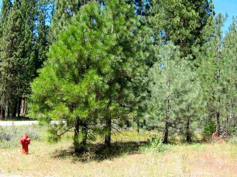 983 Penman Ln, Graeagle, CA 96103 photo 3