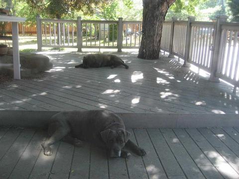 718 Roundup Dr, Loyalton, CA 96118 photo 17