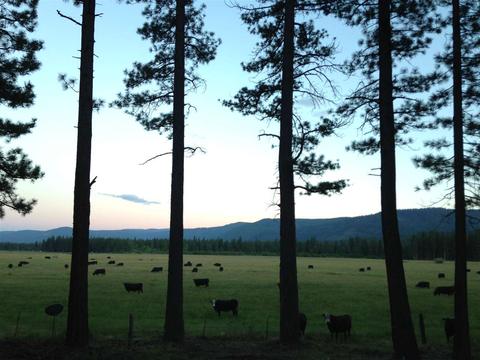 221 Meadow Ranch Rd, Calpine, CA 96124 photo 14