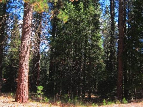 8 Sioux Trl, Graeagle, CA 96013 photo 1