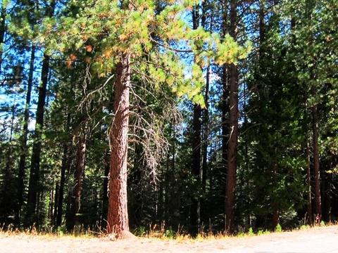 8 Sioux Trl, Graeagle, CA 96013 photo 2
