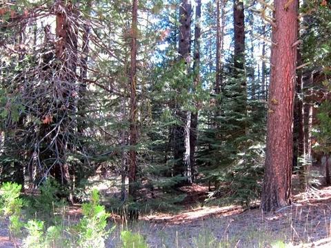 8 Sioux Trl, Graeagle, CA 96013 photo 4