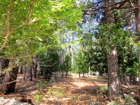 6 Mohave Trl, Graeagle, CA 96103 photo 1