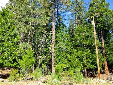 6 Mohave Trl, Graeagle, CA 96103 photo 6