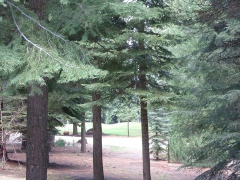 353 Osprey Loop, Lake Almanor West, CA 96020 photo 27