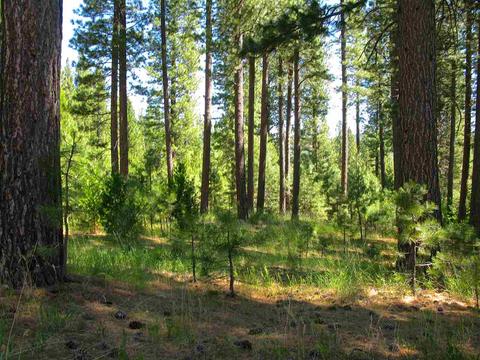 755 Carmichael Rd, Clio, CA 96106 photo 11