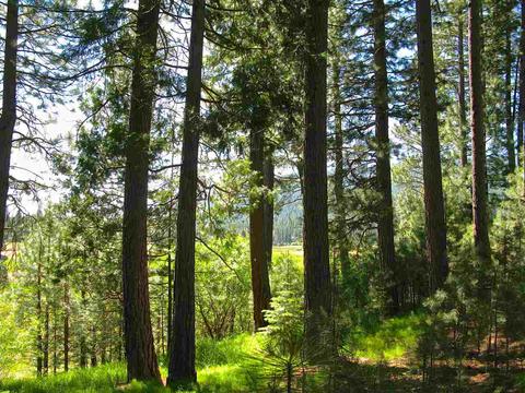 755 Carmichael Rd, Clio, CA 96106 photo 1