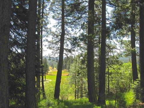 755 Carmichael Rd, Clio, CA 96106 photo 9