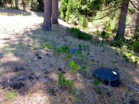 1006 Carmichael Rd, Clio, CA 96106 photo 7