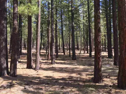 274 Deer Trl, Clio, CA 96122 photo 6